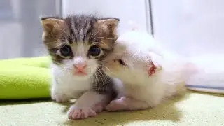 Котята всегда хотят быть вместе [Котенок, кот под защитой]