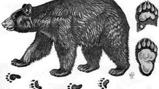 Bear Tracks - How To Identify