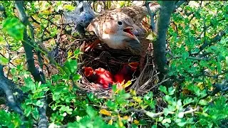 Skylark A Mother&rsquo;s Love Shielding Her Chicks from the Sun // Safeguarding Their Babies from the Heat