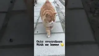 Stray cats in Cyprus #cypruscats #cat #catsofcyprus #cats #straycat #cyprus