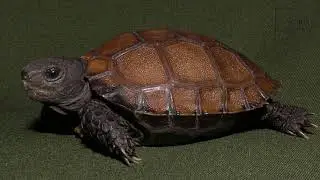 Interesting facts about bermse Tortoise by weird square