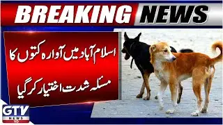 Stray Dog Problem Escalates in Islamabad | Citizens Worried | Breaking News
