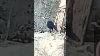 Cuckoo l Koel ka video l Kali Koel l #shortvideo