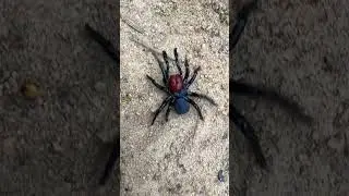 Missulena Occatoria in the Blue Mountains Australia