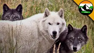 भेड़ियों के झुंड से खतरनाक मुठभेड़!  हिन्दी डॉक्यूमेंट्री | Brave Wilderness Hindi