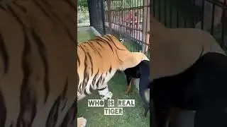 Who Is real Tiger #tiger #reels #viral