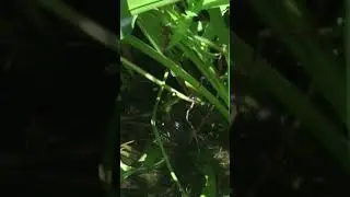 Green frog (Rana clamitans) fighting and calling by Nancy Garay (2018)