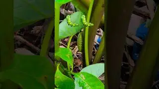 What is that? #memes #funny #comedy #caterpillar #insects