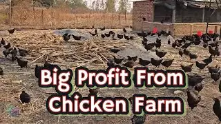 Chicken Farm