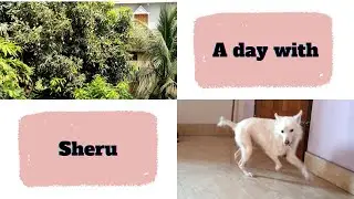 Another day with Sheru || Happy Sheru... #rescueddog #lifewithdog #loveforanimal