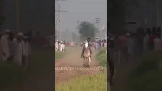 143 million+views 😳#SUBSCRIBE #horseracing #horseriding #marwarihorse #trending #explorepage