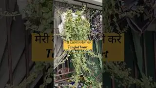 Tangled heart plant#indoor plant