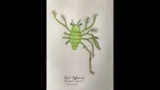 Larvsters (neotenic lobsters)