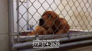 30 second commercial for the S.T.A.F.F. Animal Rescue Group