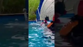 Rubber puppies&rsquo; pool