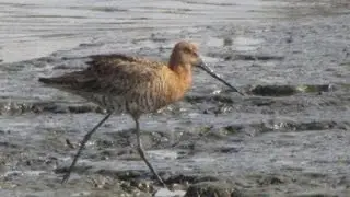Black Tailed Godwit Birds From Sewri Jetty, Mumbai