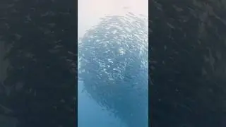 🪸TORNADO🪸#adventure #explore #relaxation #sea #animals #wildlife #underwater #healing #travel
