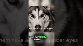 Siberian Husky Eyes  The Amazing Color Change Mystery!