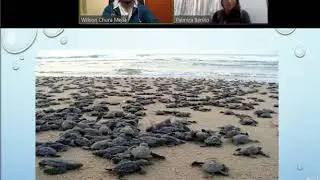 Migration (Olive Ridley Sea Turtle)