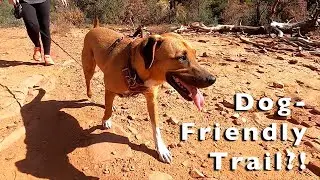 BEST Dog-Friendly Trail in Sedona?