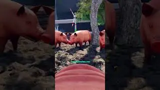 🐷 Making a VR Game - TRUE Pig Sim 2024 Reboot! #vrgaming  #devlog #shorts May 22, 2024