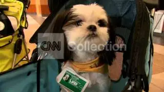 HAND IN PAW THERAPY