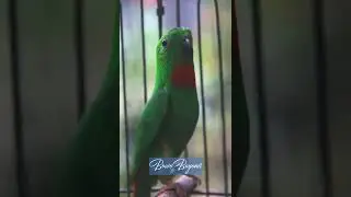 serindit Gacor | Bikin serindit satu RT ikut ngamuk ‼