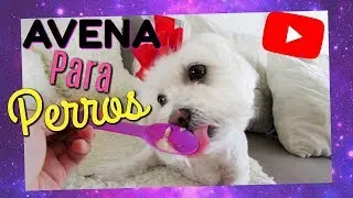 Como preparar AVENA para PERROS, EXTRA VIDEO I Lorentix