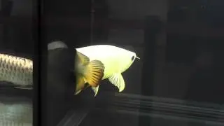 Aquarama 2013 Arowana: LARGE; CLASS 3; 1ST PLACE