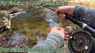 Fly Fishing//Giant Rainbow Trout//New Hampshire