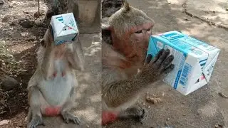 Wow, the monkey drinks Lith Soy milk and does not waste it.