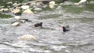 紅冠水雞育雛（4）小寶差點被沖走20260116