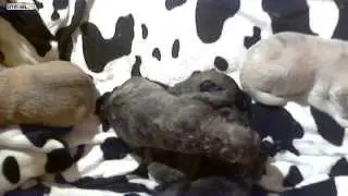 The 5 Rafeiro Do Alentejo Puppies Together. (5 Days Old)