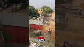 என்கிட்ட லைசென்ஸ் இல்லை #shortsfeed #ytshorts  #viralreels #trending #funny #elephant #pets #comedy