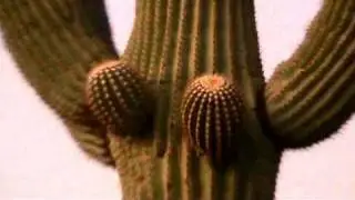 Cactus with BOOBS!