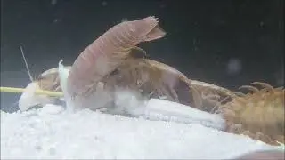 ＃010【オオグソクムシの摂餌：Feeding of Deepsea Isopod】