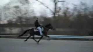 GT'S STARS FALCON ROWDY SPEED RACKING SINGLEFOOTING STALLION