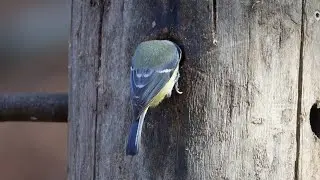 20260126 POSATOIO - BIRD FEEDER