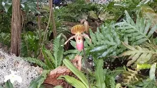 Orchids exhibit at the United States Botanic Garden (Washington, DC)