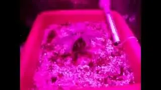 Hodowla indoor Blue AutoMazar PL