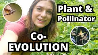 Native Plants & Pollinators: Co-Evolution in Action! Wildlife Biology for Kids Club