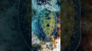 Эксперт по камуфляжной рыбе-павлину #шорты #животные #питомцы