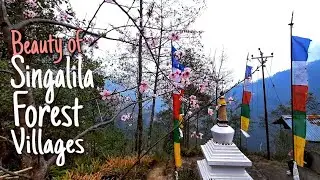 These Mountain Staircases Are Pretty Steep to Hike | Beauty of Singalila Forest Villages | Ep-1