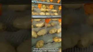 Potato  Horizontal Brush Vegetable Washing Machine