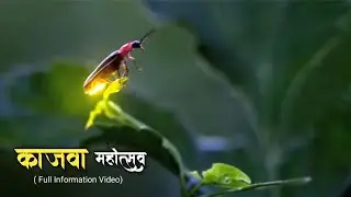 काजवा महोत्सव |सह्याद्रीच्या कुशीत आढळणारा निसर्गाचा अद्भुत चमत्कार|bhandardara Fireflies Festival|