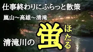 京都府 蛍光る清滝川を散策