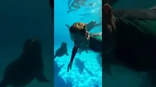 Waterslide into pool full of sea lions unexpected sea life encounter #nature #animals #fun