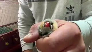 New zebra finches getting moved to the flight