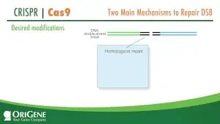 CRISPR/Cas System from OriGene, a Complete Solution for Targeted Genome Modification