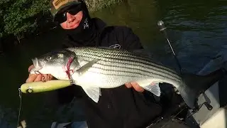 'TOPWATER' ... DELTA STRIPERS!